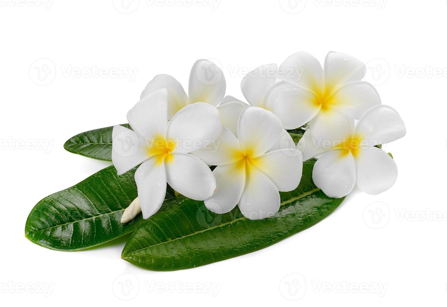 Frangipani-Blume isoliert auf weißem Hintergrund foto