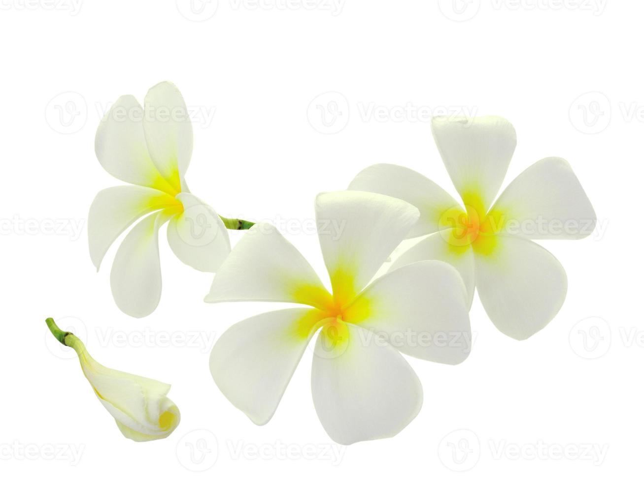 tropische Blumen Frangipani isoliert auf weißem Hintergrund foto