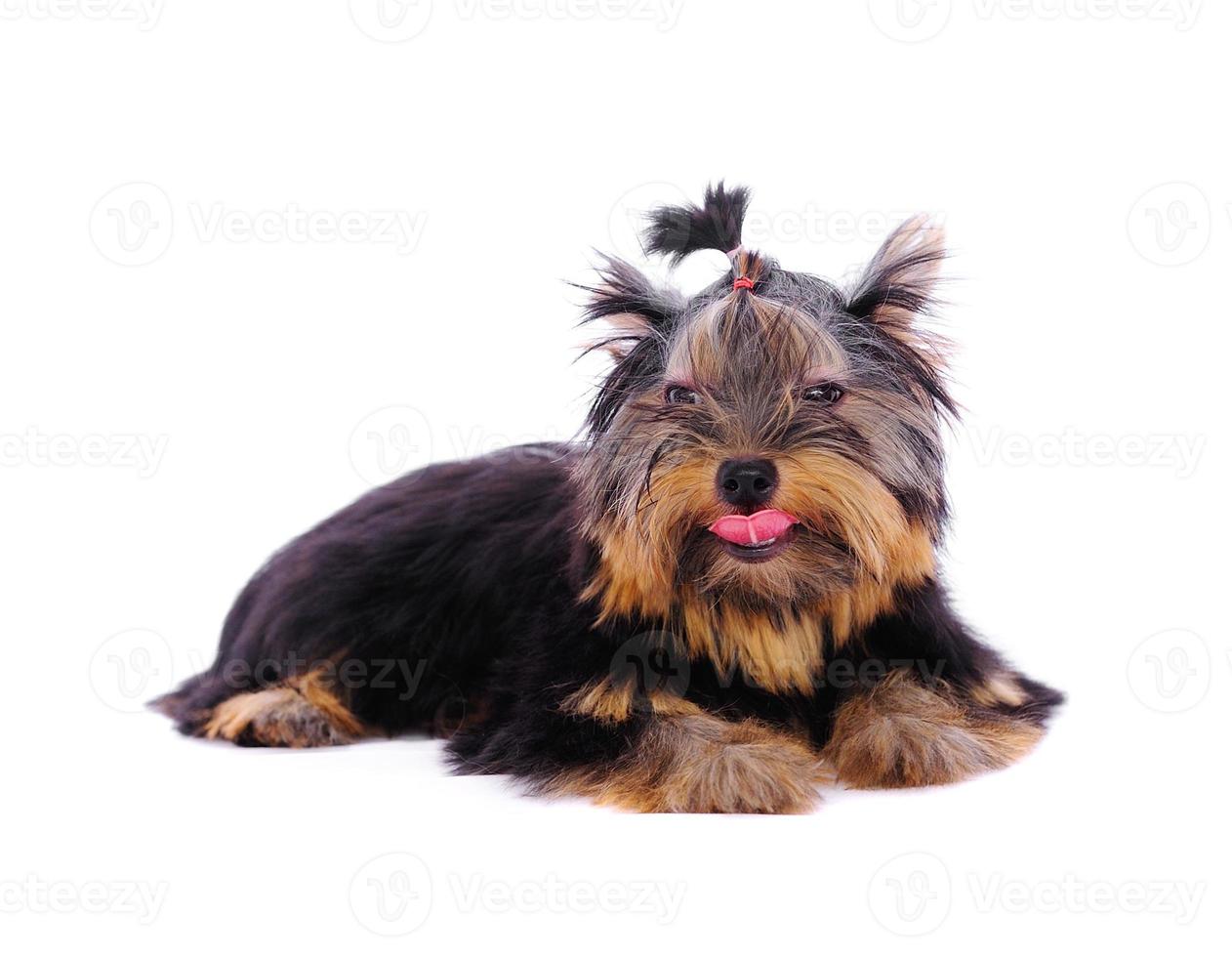 Yorkshire Terrier vor einem weißen Hintergrund foto