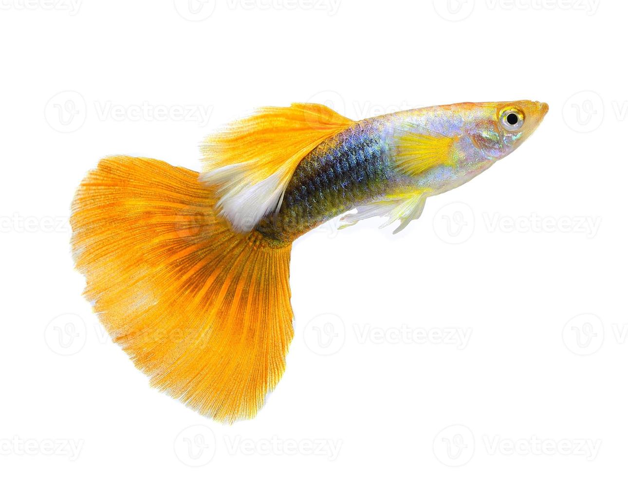 Guppy-Fisch isoliert auf weißem Hintergrund foto