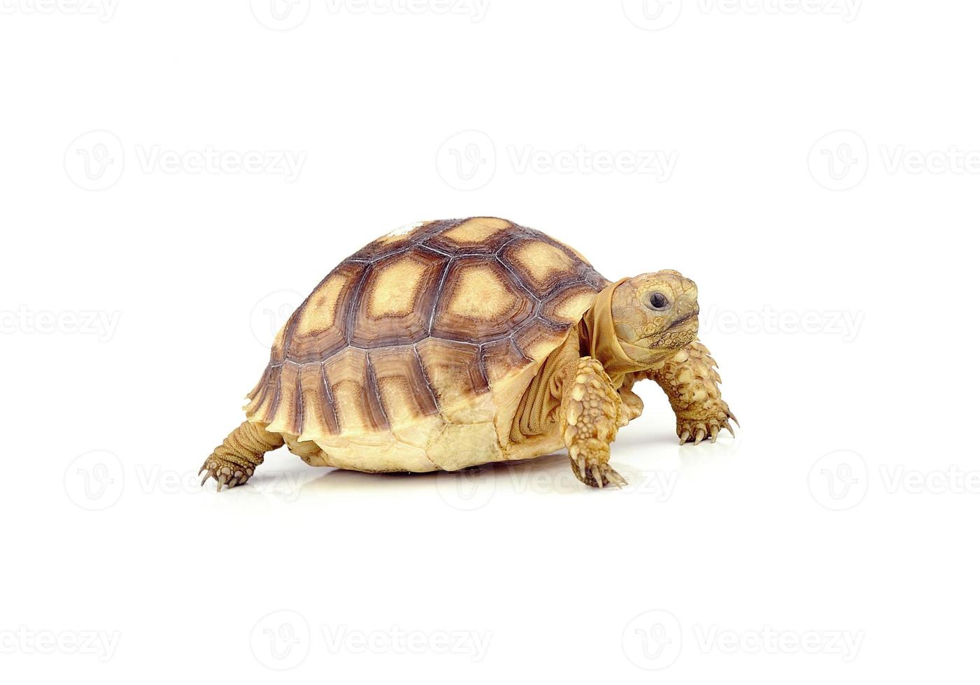 Schildkröte auf weißem Hintergrund foto