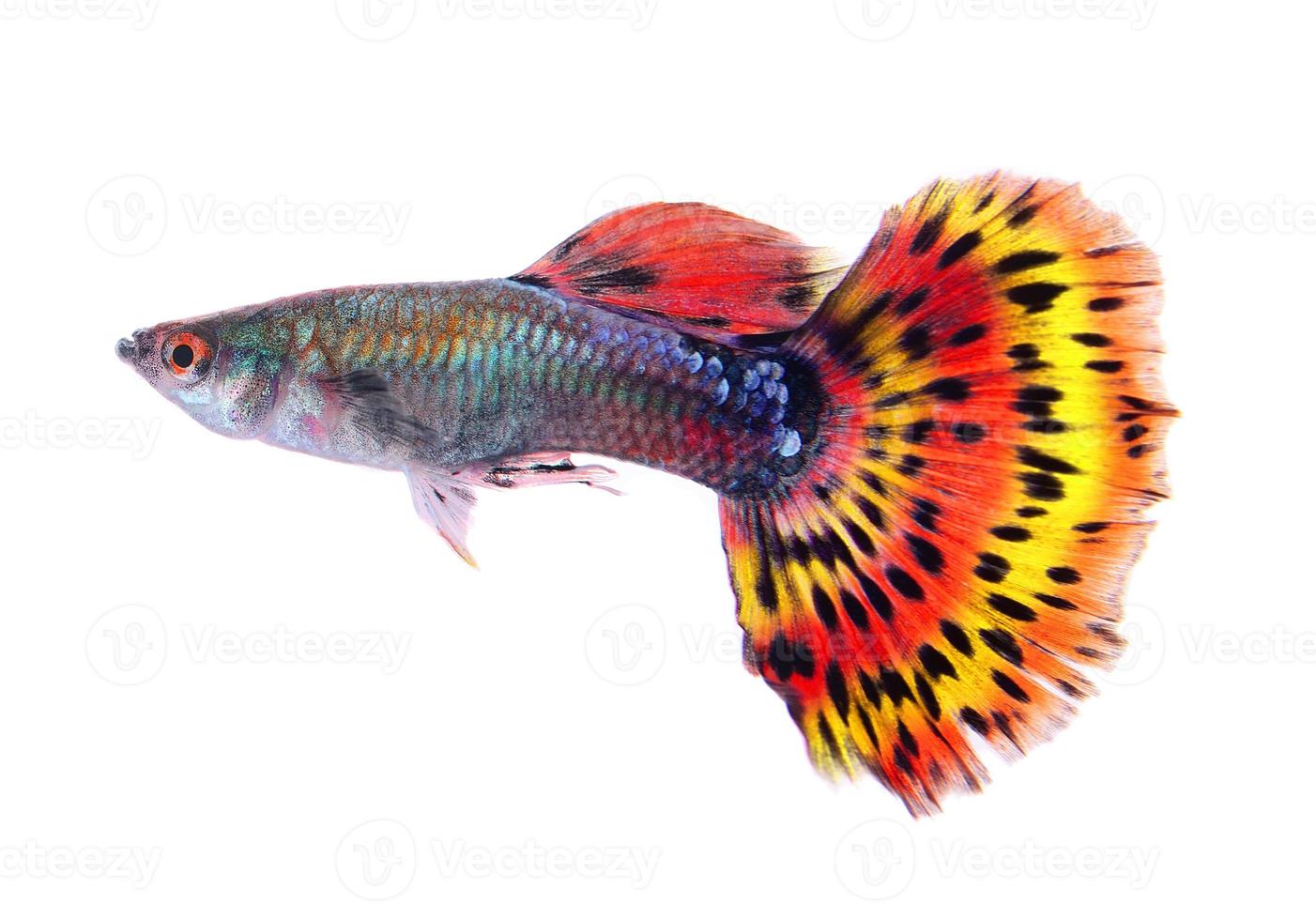 Guppy-Fisch isoliert auf weißem Hintergrund foto