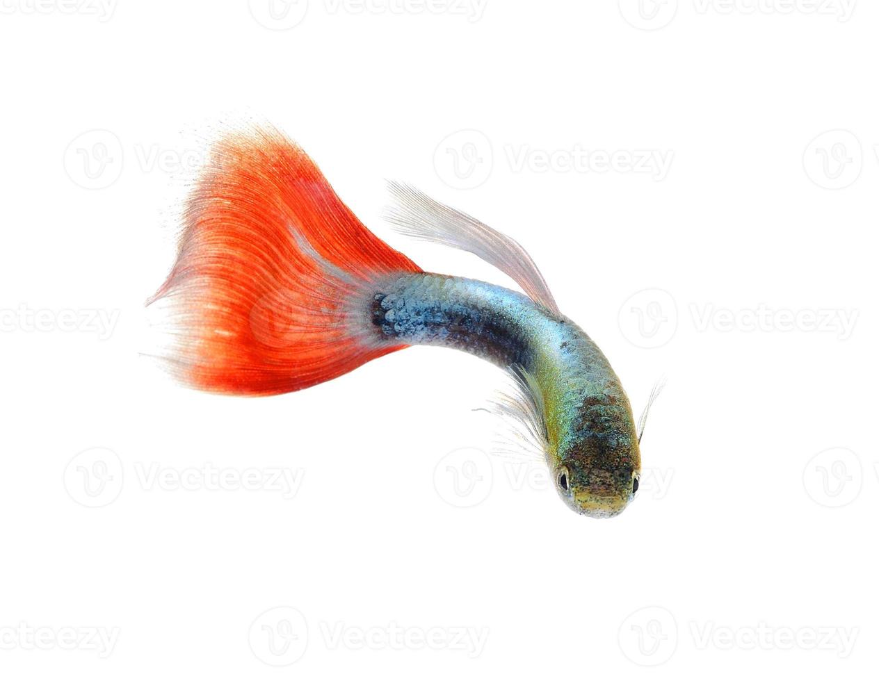 schöner Guppy auf schwarzem Hintergrund isoliert foto