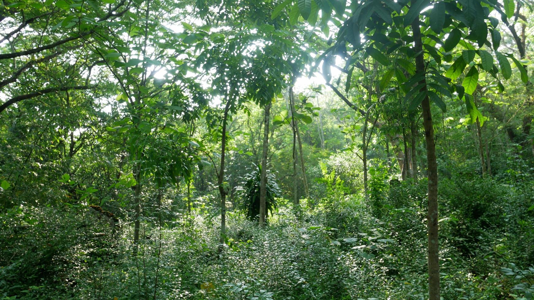 Landschaft im Dschungel Asiens foto