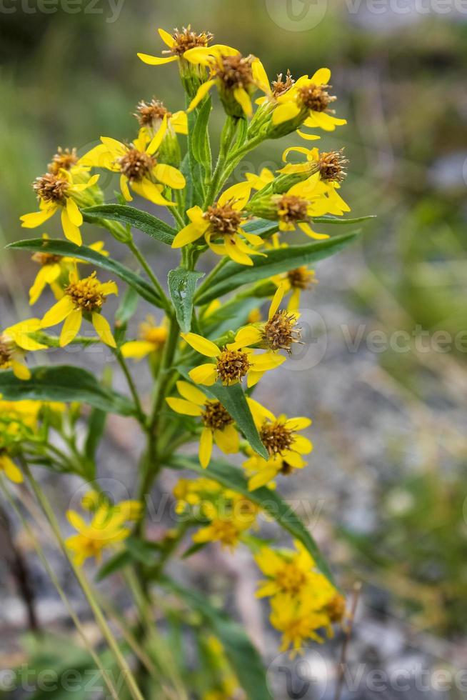 schöne gelbe blumen auf sommerwiese in norwegen. foto