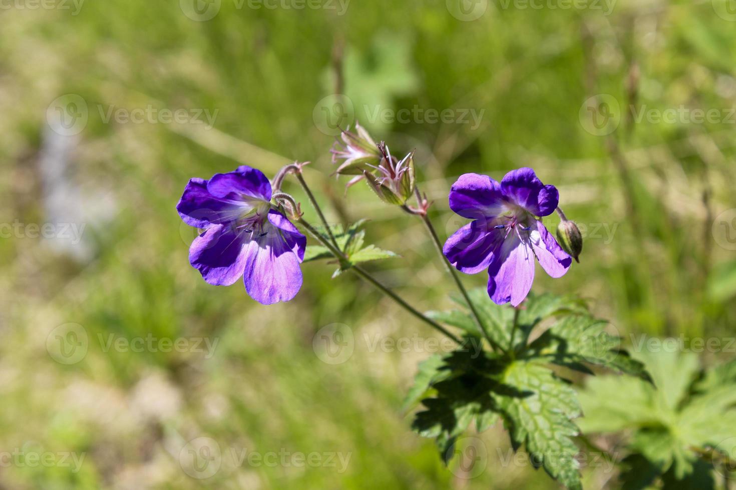 schöne Wiesenblume, lila Geranie. sommerlandschaft, hemsedal, buskerud, norwegen. foto