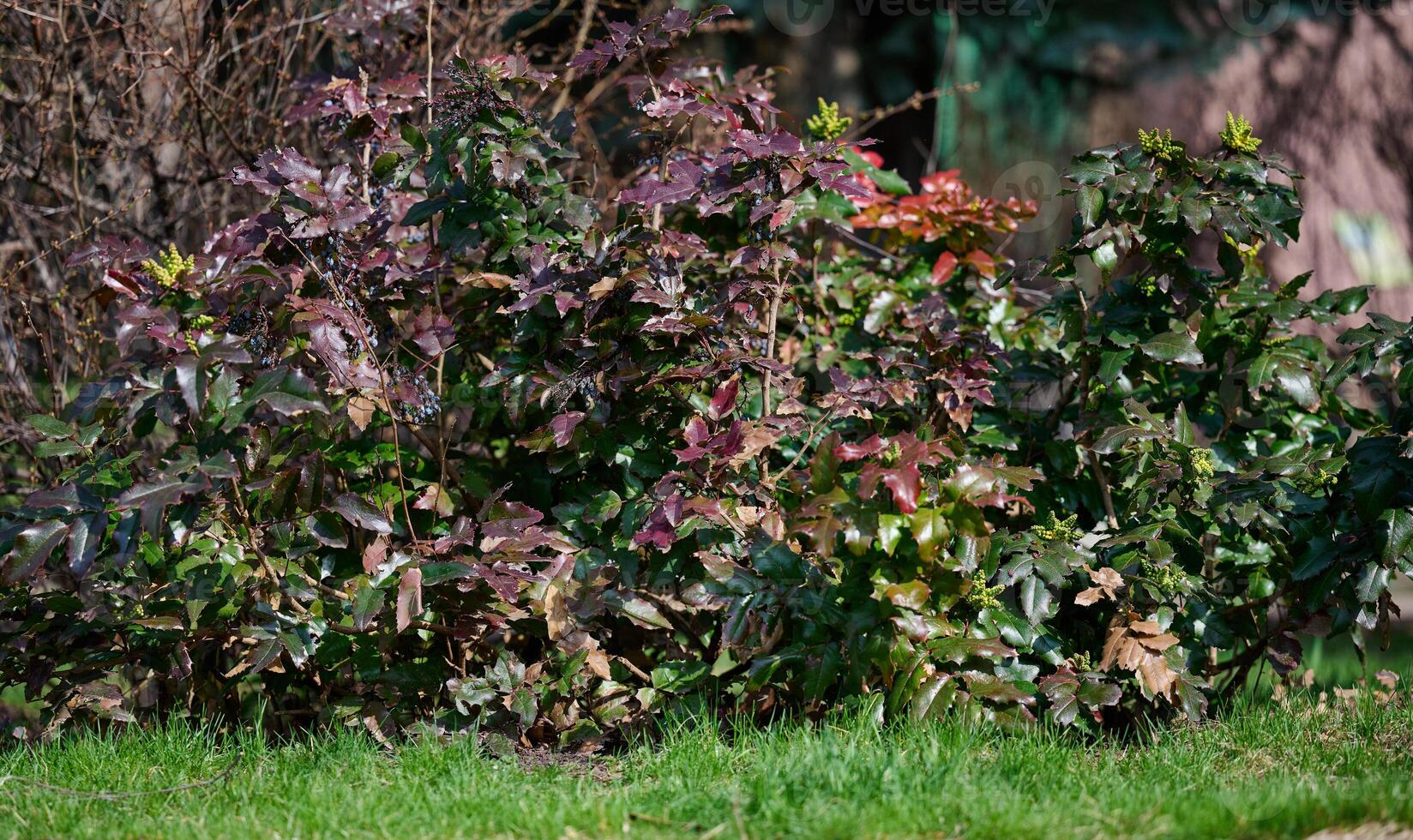 Mahonia Stechpalme Busch im das Park auf ein sonnig Tag foto