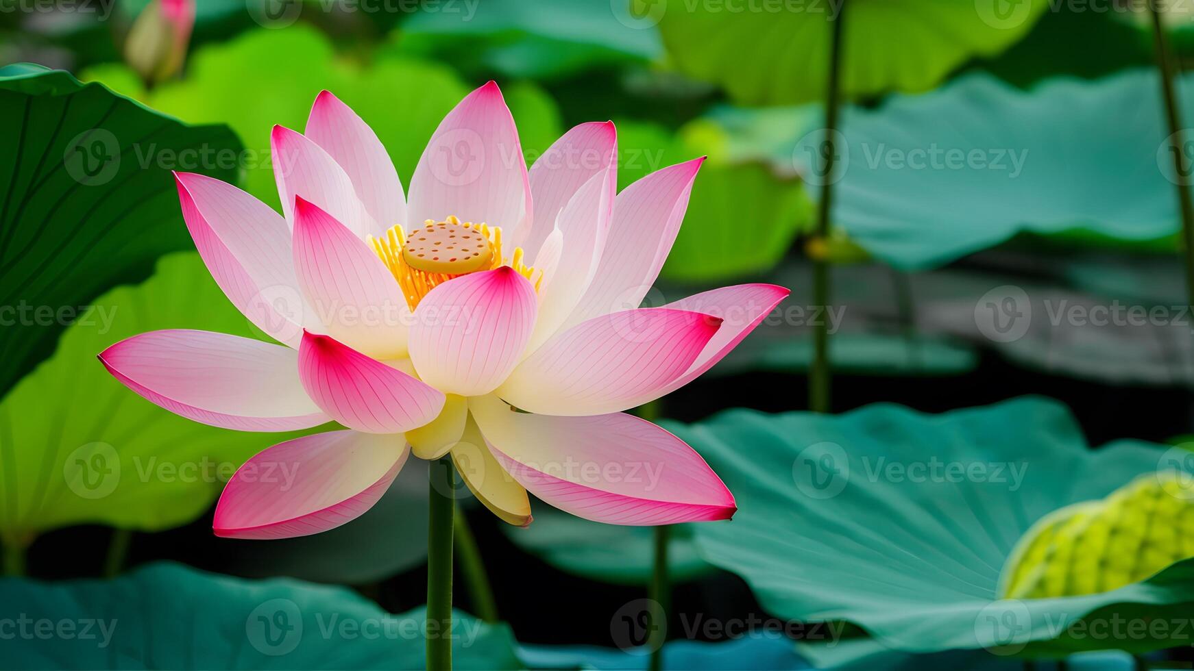 ai generiert isoliert echt Lotus Blume Blütenblätter erstellen ein heiter Weiß Hintergrund foto