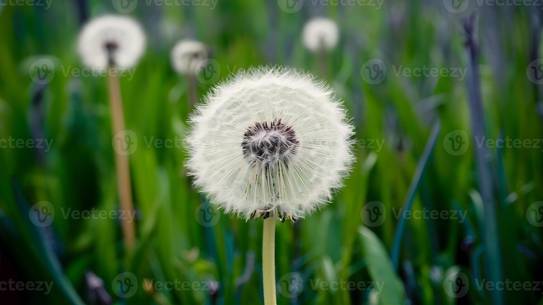 ai generiert Blau abstrakt Löwenzahn Blume Hintergrund mit Sanft Fokus schließen oben foto