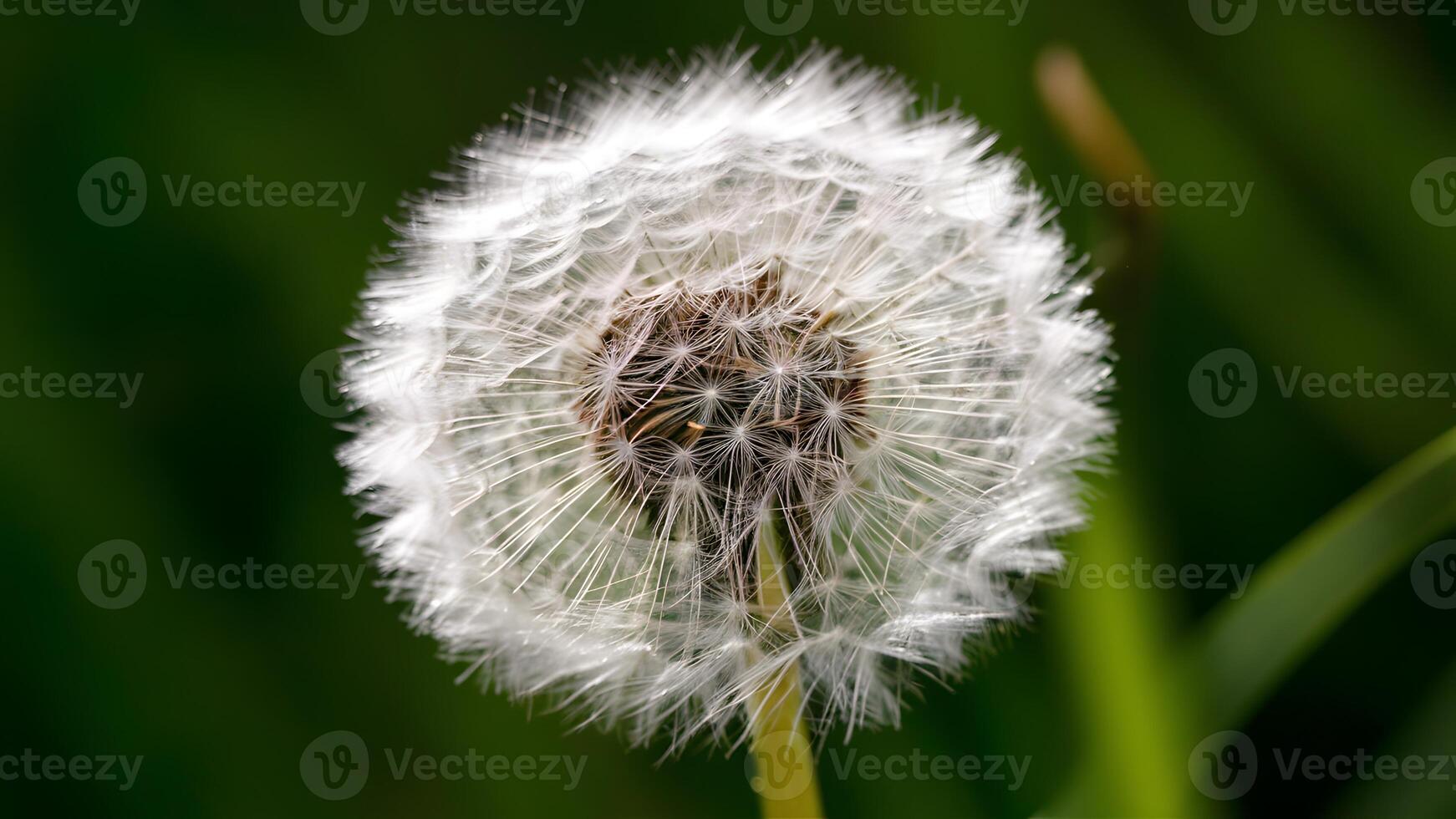 ai generiert img schließen oben von Löwenzahn Blume Vitrinen kompliziert Einzelheiten auf Grün foto