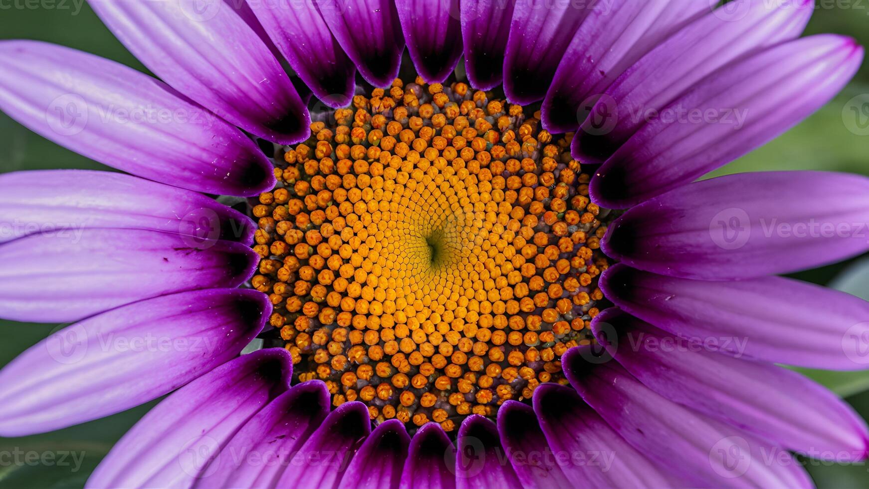 ai generiert Digital Makro schließen oben von violett lila afrikanisch Kap Osteospermum Gänseblümchen foto