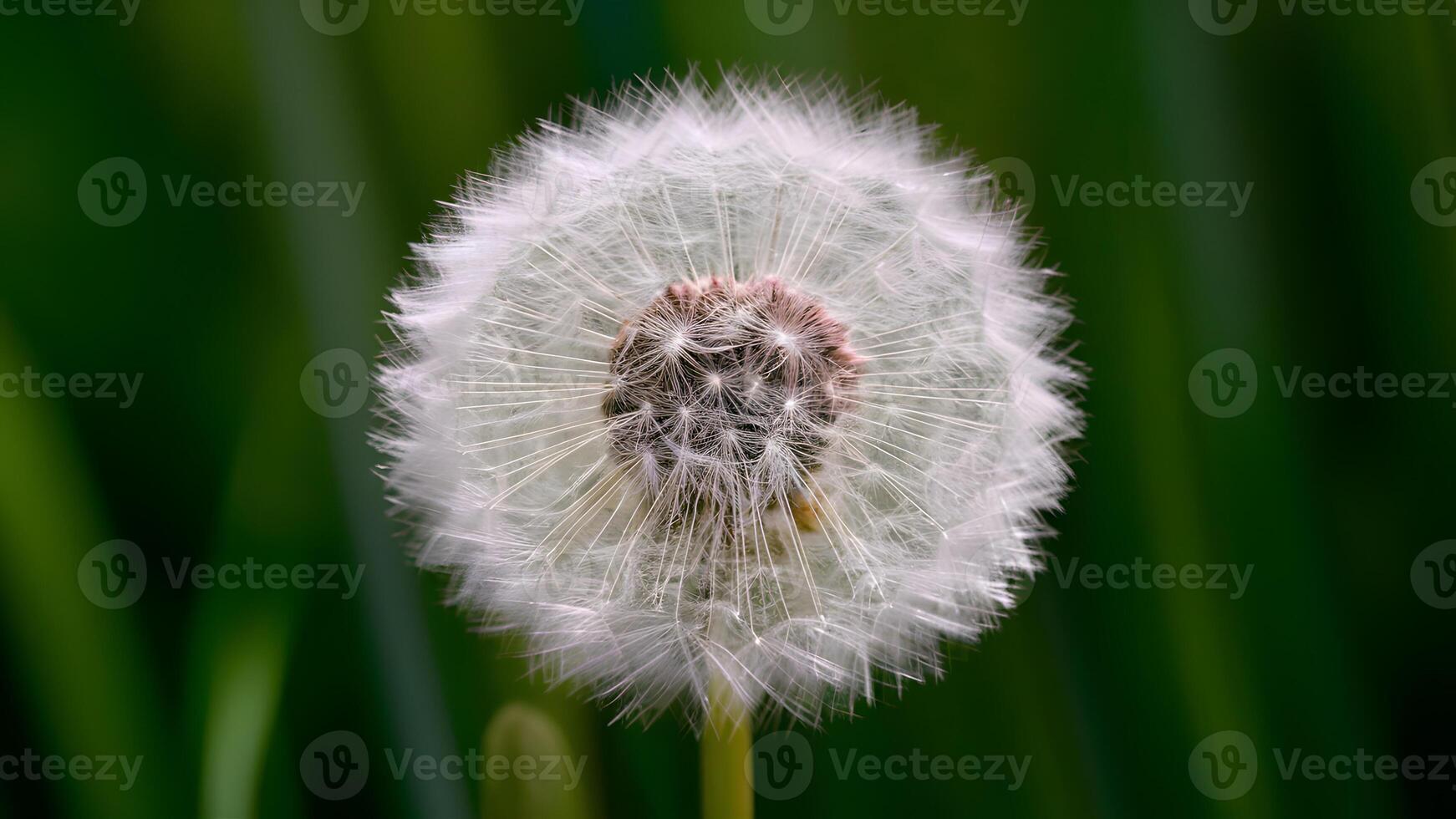 ai generiert abstrakt Sanft extrem schließen oben von Löwenzahn Blume, Jahrgang Makro foto