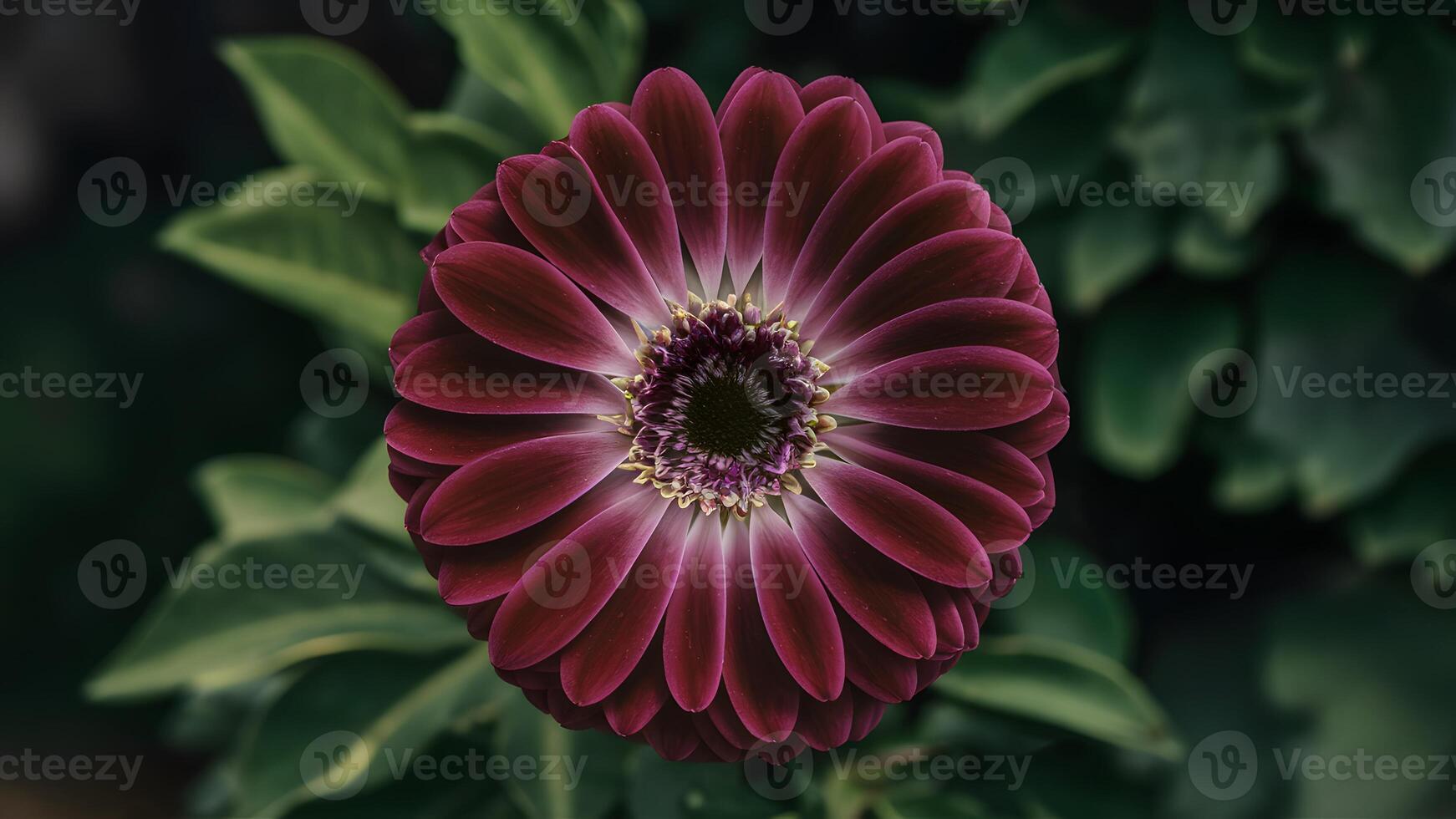 ai generiert Nahansicht von lila Gerbera Blume mit Nein Schatten, isoliert Hintergrund foto