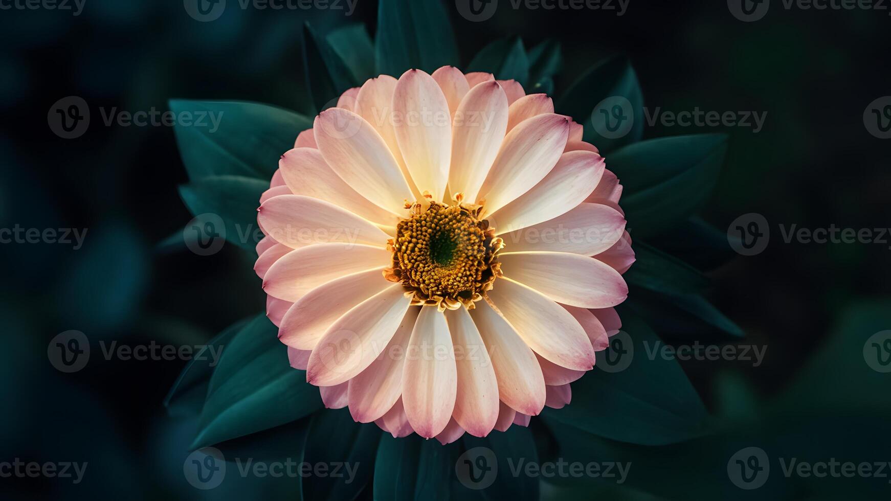 ai generiert dunkel Hintergrund Highlights schließen oben Aussicht von schön glühend Blume foto