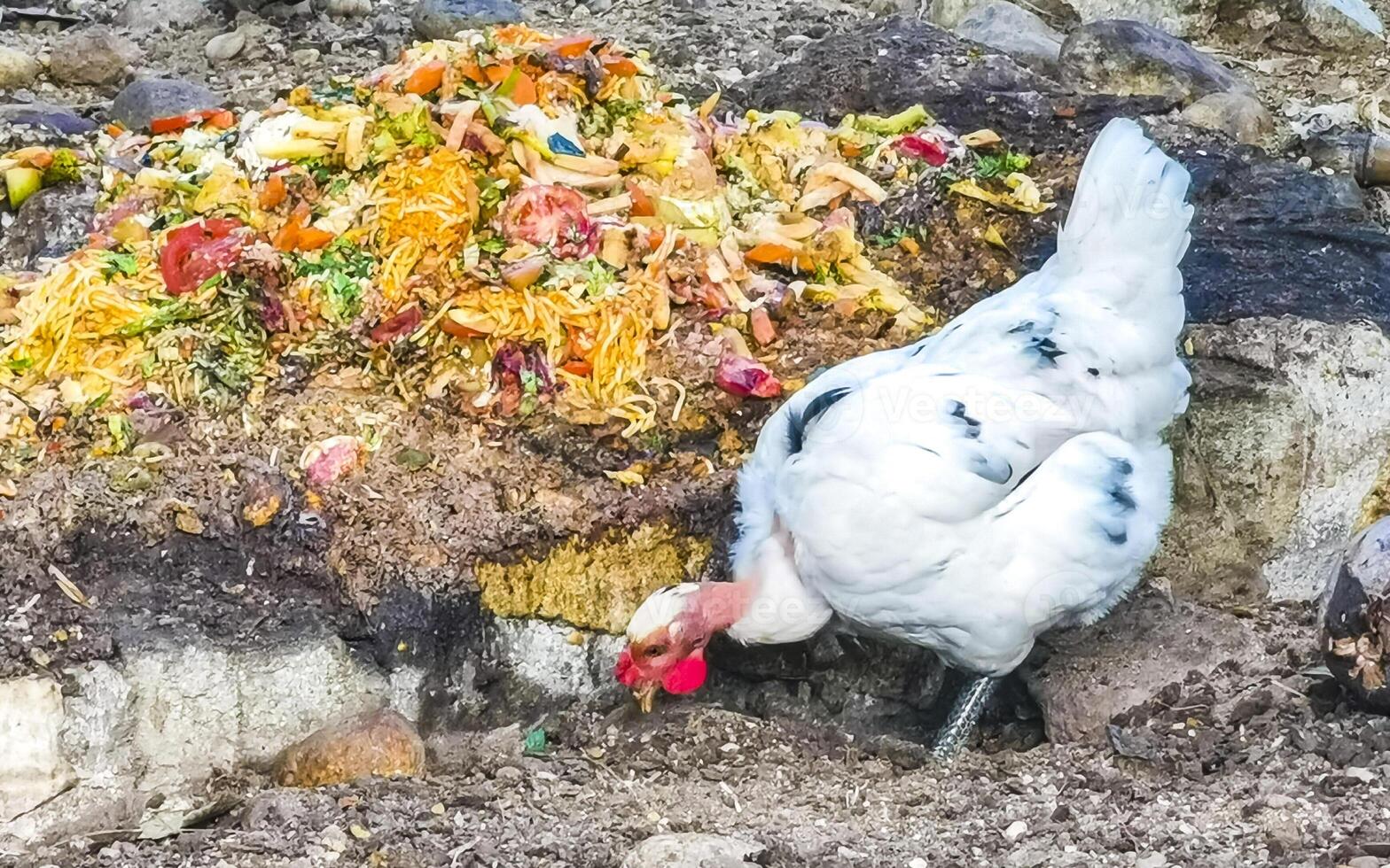 Hahn und Hühner Hühner im Natur auf Bauernhof im Mexiko. foto