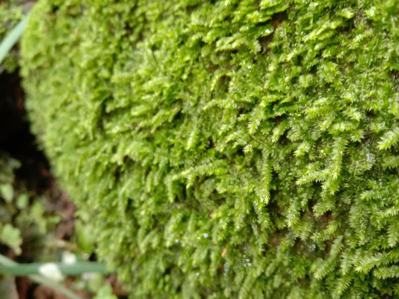 grünes Moos, das aufgewachsen ist, bedeckt die rauen Steine im Wald. mit Makroansicht anzeigen. Felsen voller Moos. foto