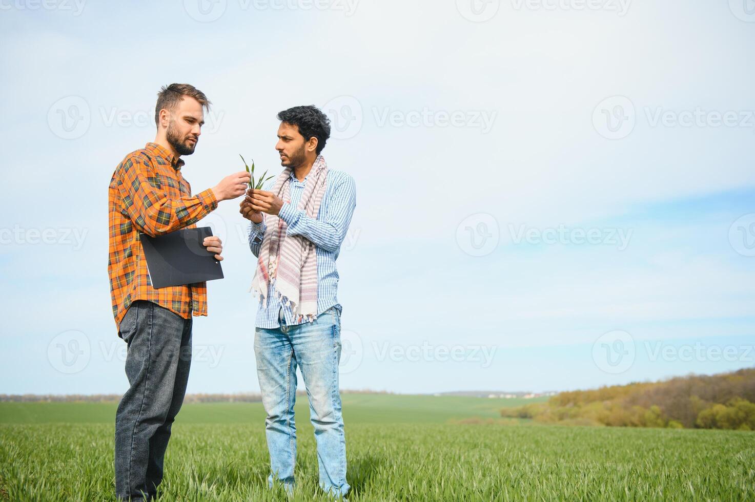 indisch und europäisch Bauern Stand im ein Feld von Grün Weizen foto