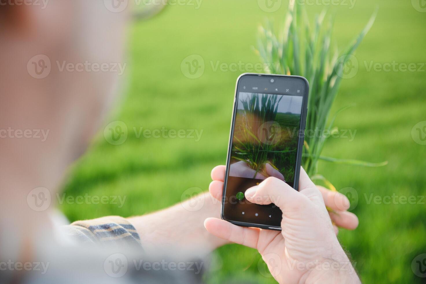 ein jung Farmer inspiziert das Qualität von Weizen Sprossen im das Feld. das Konzept von Landwirtschaft. foto