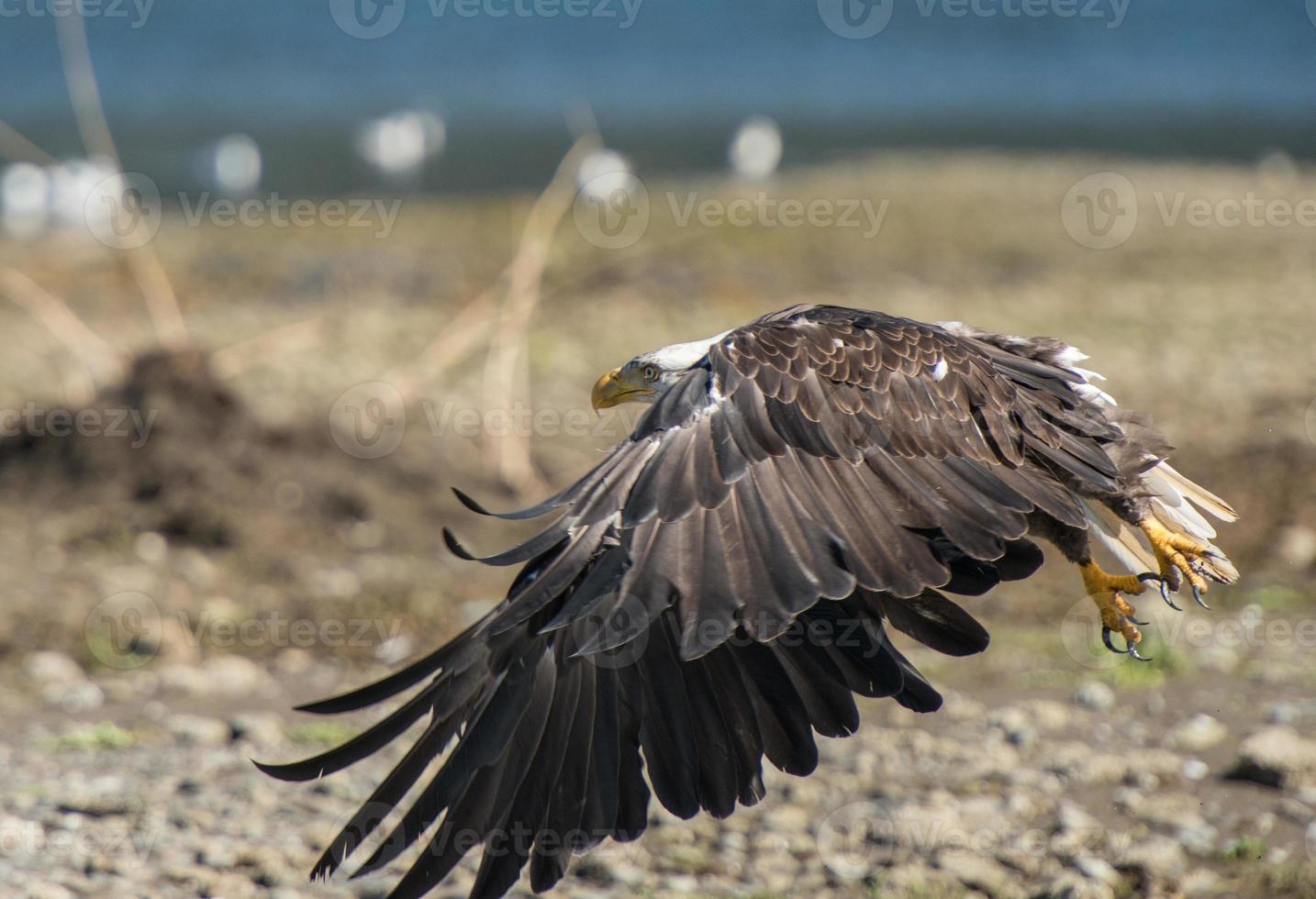 Weißkopfseeadler Landung foto