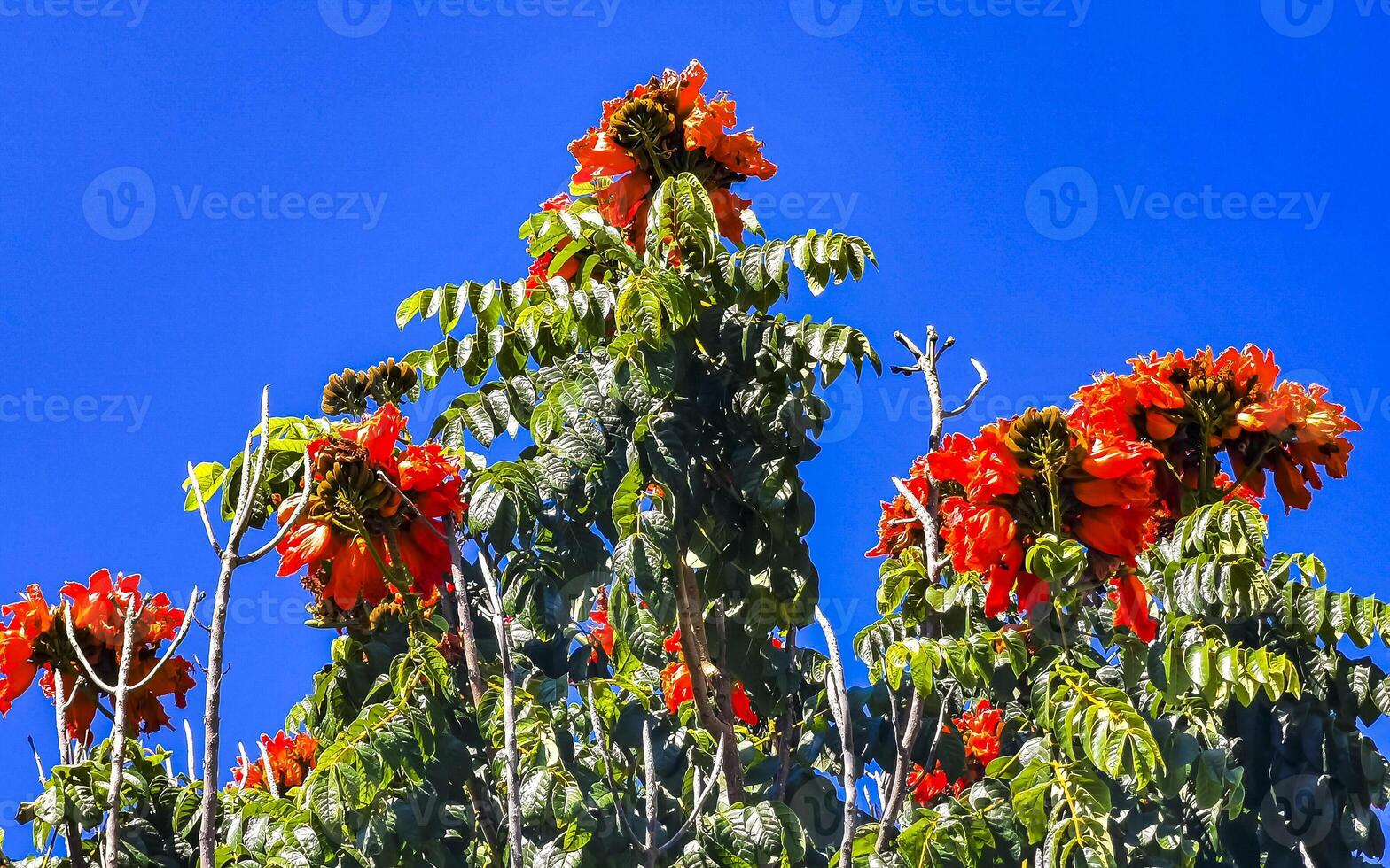 rot Orange Gelb Blumen Pflanzen im tropisch Wald Natur Mexiko. foto