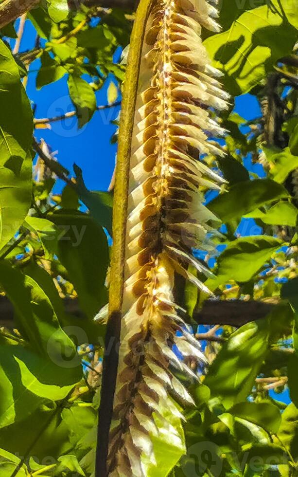 tropisch Schoten hängend von das Baum Saat im Mexiko. foto