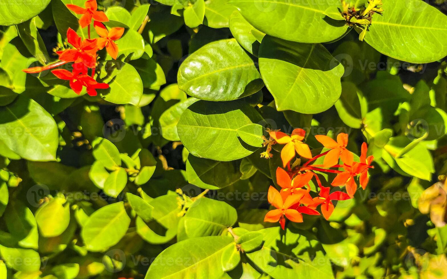 rot Orange Gelb Blumen Pflanzen im tropisch Wald Natur Mexiko. foto