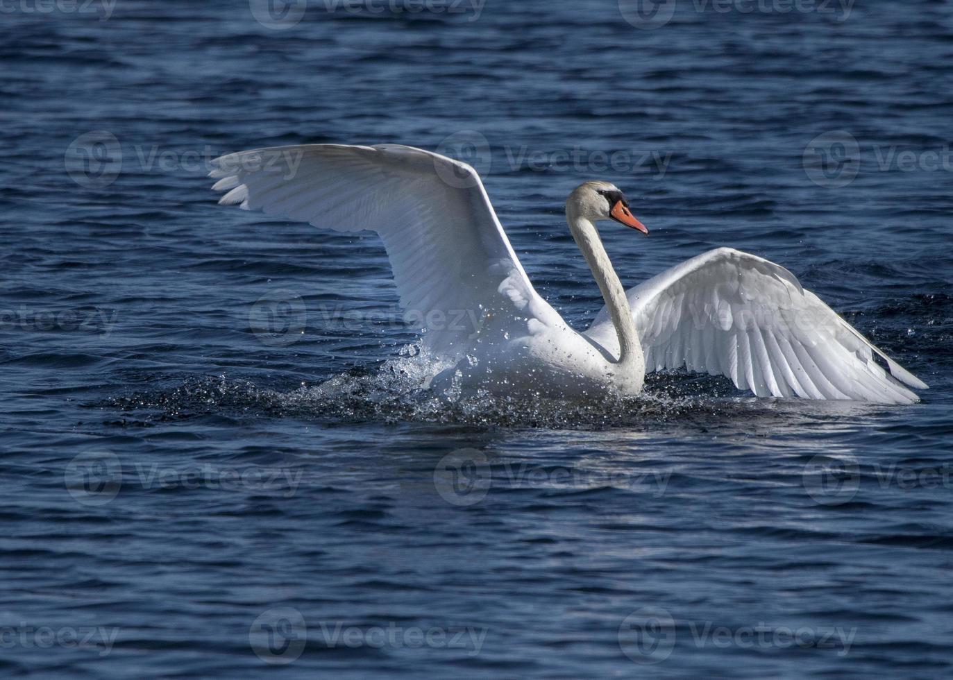 Höckerschwan mit ausgebreiteten Flügeln foto