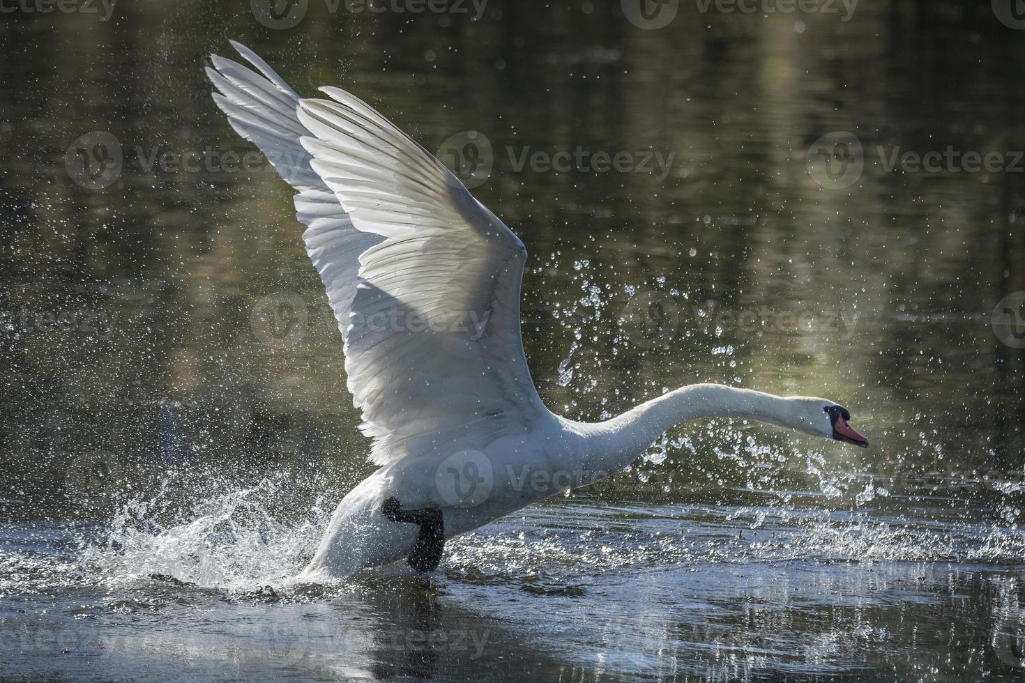 Höckerschwan beim Abheben foto