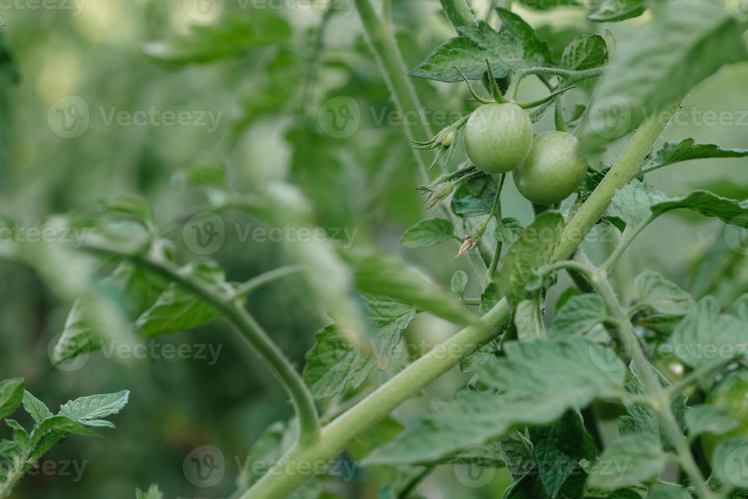 wachsend das Tomaten. unreif Tomaten im das Gemüse Garten. foto