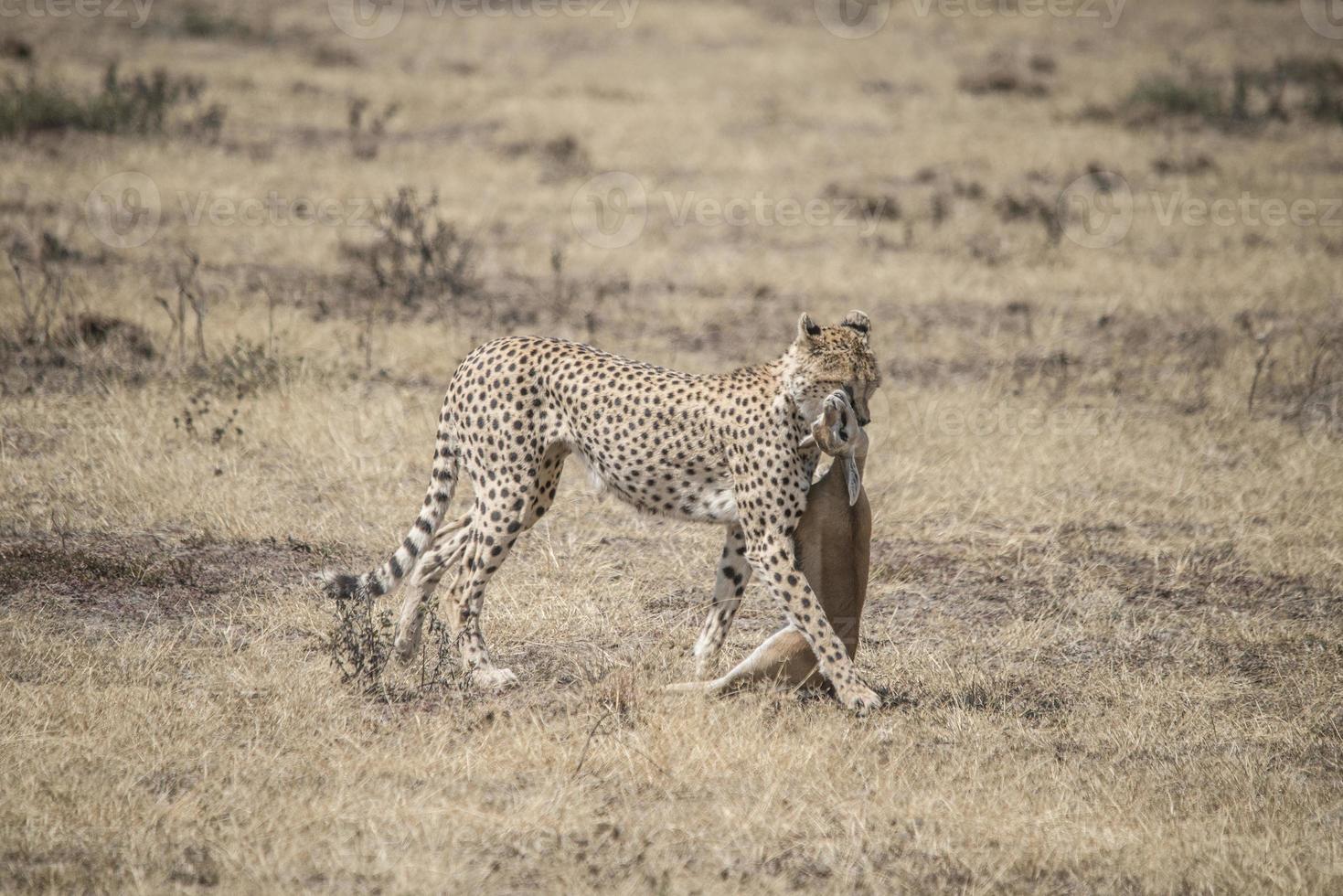 Gepard mit Gazellenkadaver foto