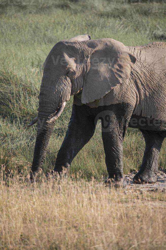 schlammiger afrikanischer Elefant foto