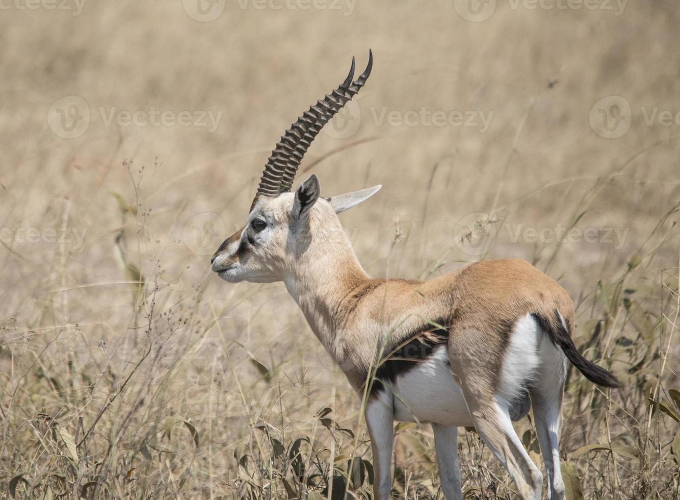 Gazelle im Serengeti foto