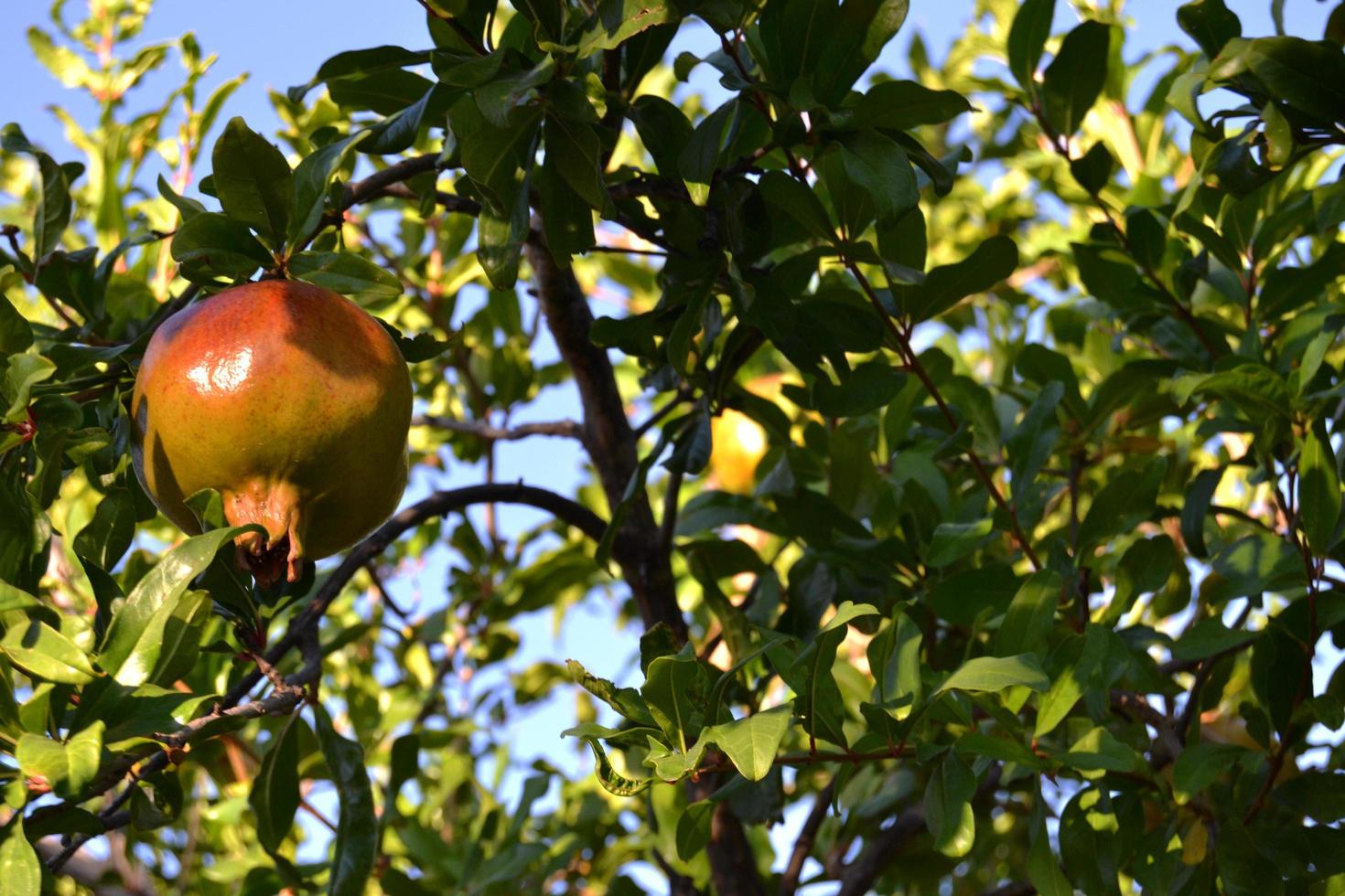 Frucht des Granatapfelbaums foto