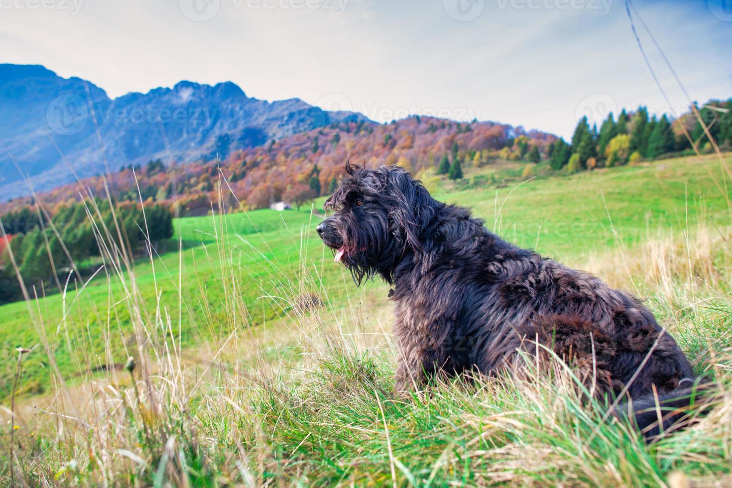 ein Bergamo-Schäferhund kontrolliert die Herde foto