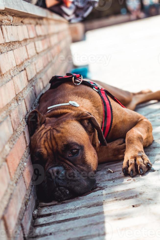 Boxerhund, der sich hinlegt und in die Kamera schaut, in einem Park foto