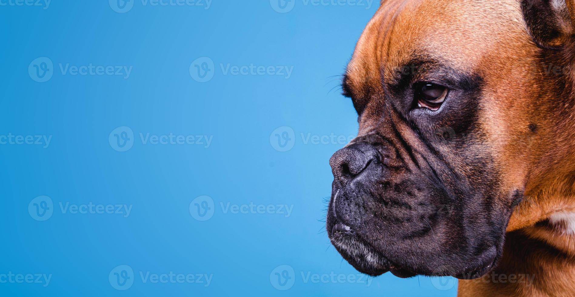 Boxerhund im Fotostudio auf blauem Hintergrund. Platz kopieren foto