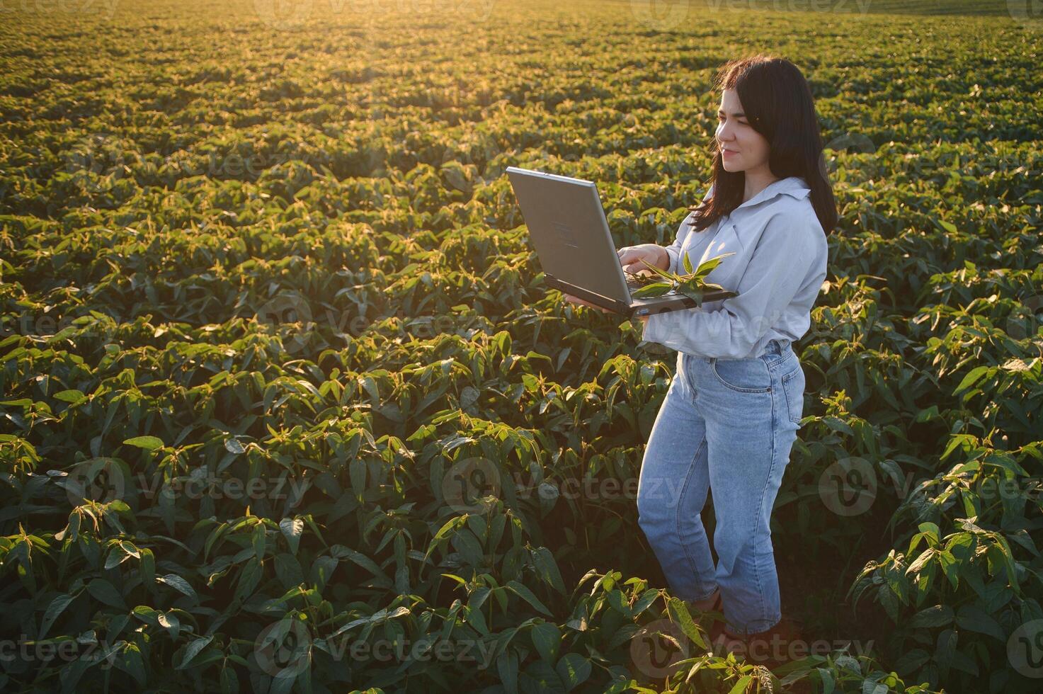 weiblich Farmer oder Agronom Prüfung Grün Sojabohne Pflanzen im Feld foto