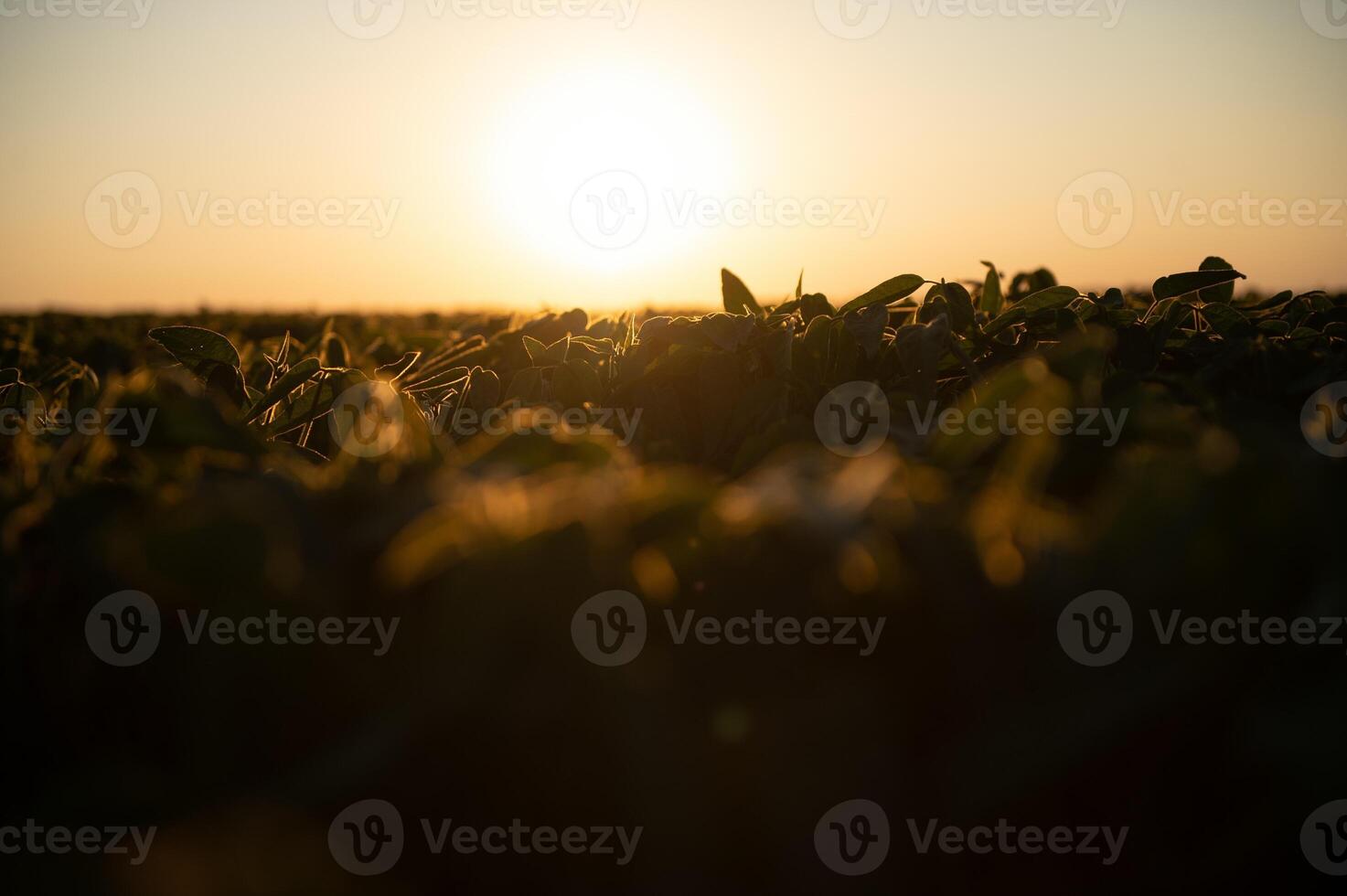 Sojabohne Pflanzen im landwirtschaftlich Feld im Sonnenuntergang, selektiv Fokus foto