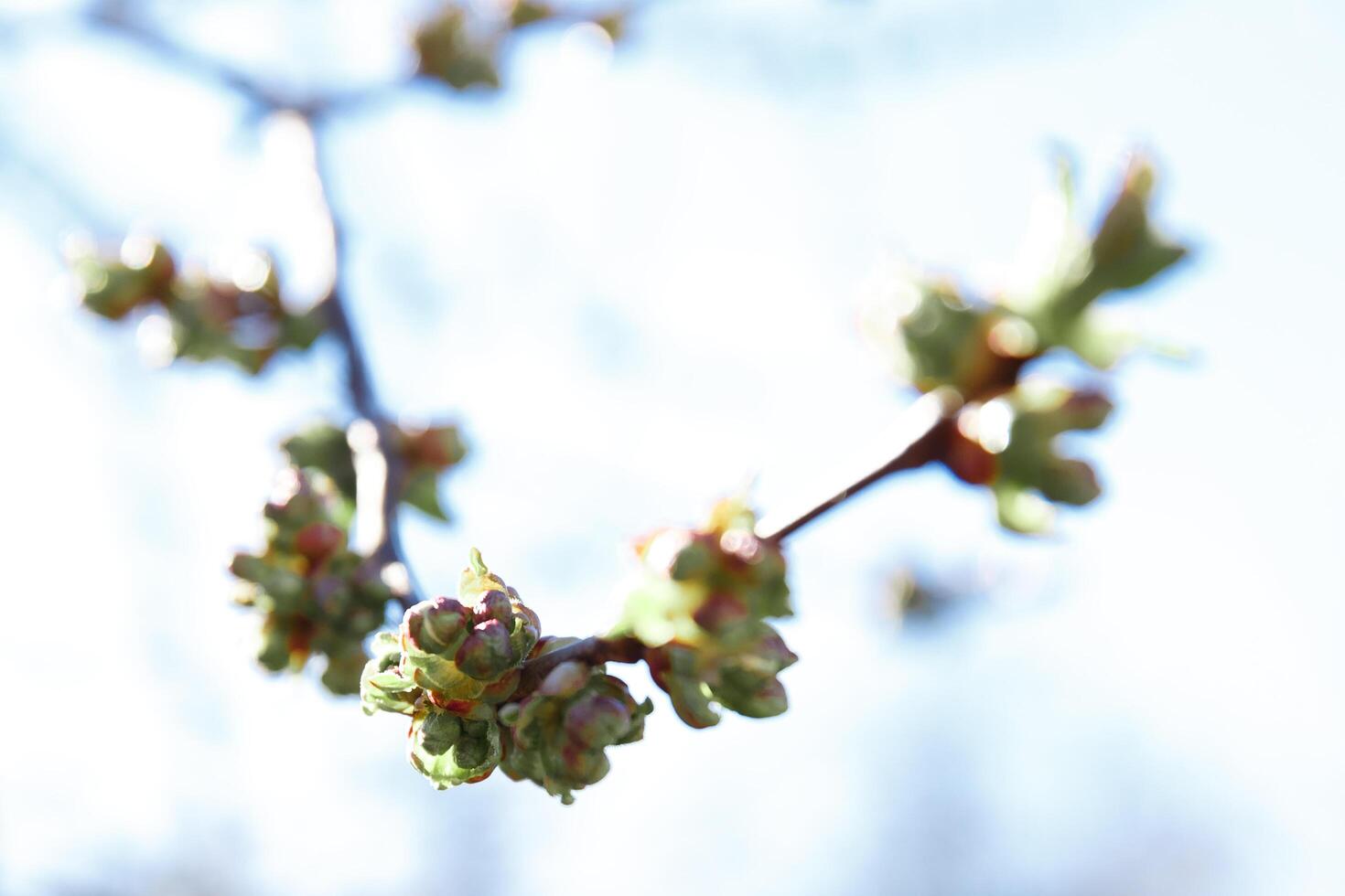 Bäume im Frühling, Bäume blühen im Frühling, Zweig, Knospen auf ein Zweig, schön Hintergrund, jung Blätter und Blumen auf Baum Geäst foto