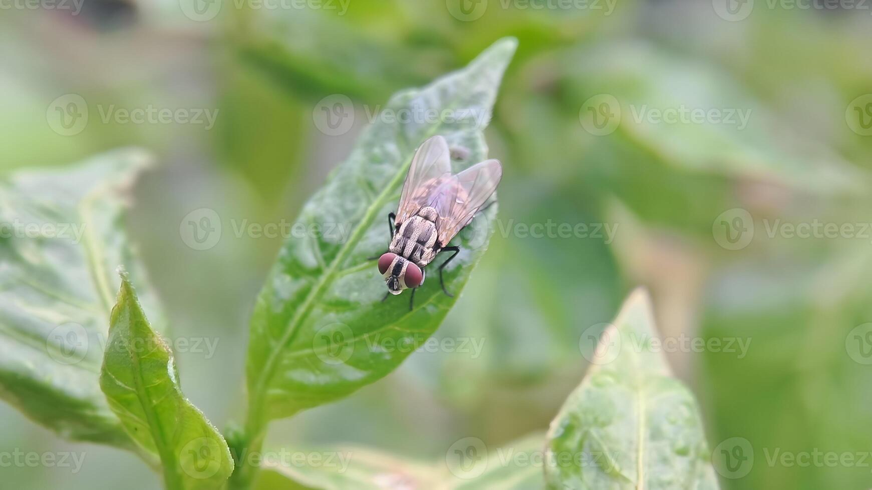 Makro Foto von ein fliegen auf ein Blatt im das Garten