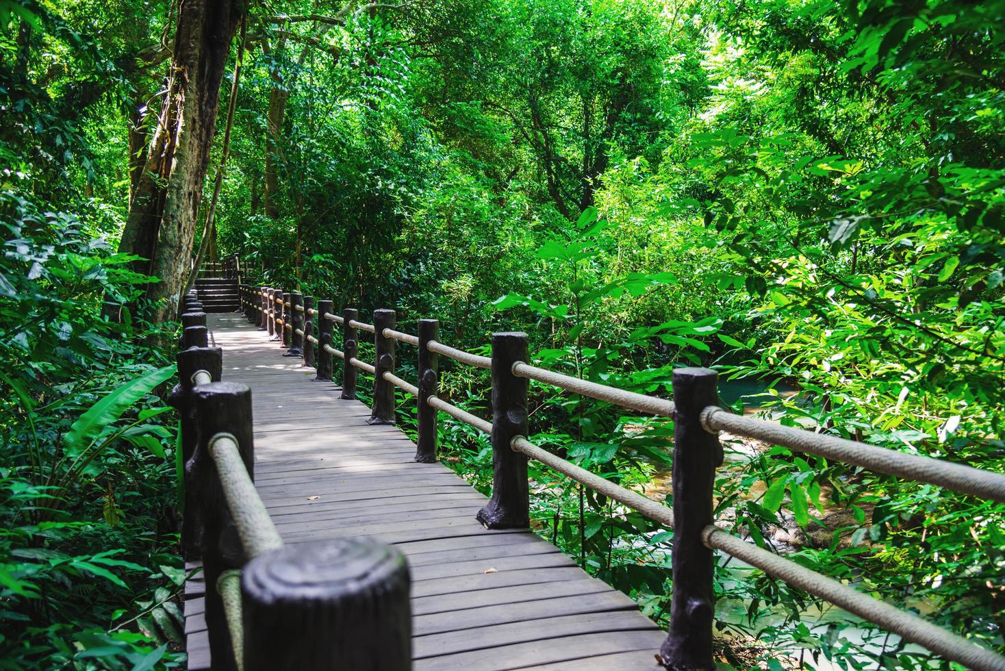 Holzbrücke, Naturlehrpfad, Mangrovenwald im Nationalpark Bok Thorni Wasserfall. Krabi, Natur, Tourismus, Ländlich, Wald, Sommer, Attraktionen, Natur, Reisen, Mangrovenwald, Landschaft. foto