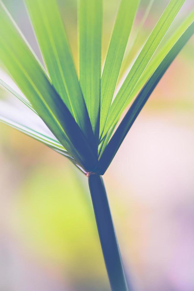 natürlicher hintergrund grüne blätter.cyperaceae foto