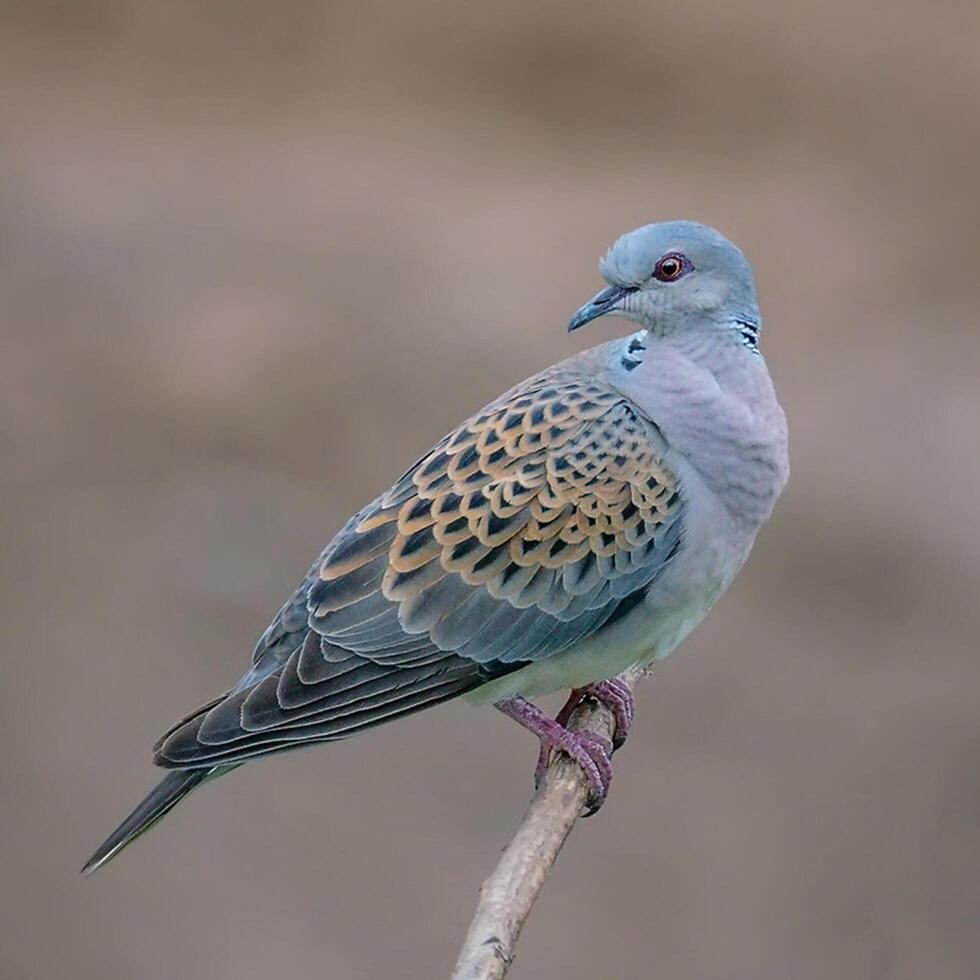 Vogel Fotografie, Vogel Bild, die meisten schön Vogel Fotografie, Natur Fotografie foto