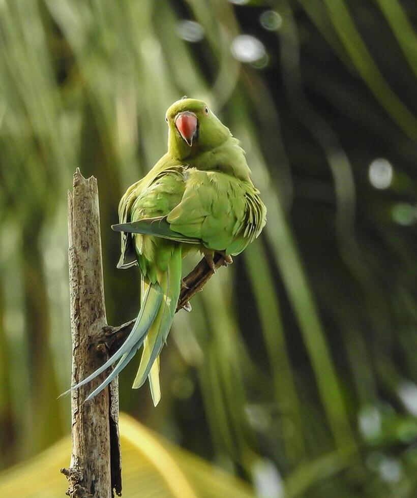 Vogel Fotografie, Vogel Bild, die meisten schön Vogel Fotografie, Natur Fotografie foto