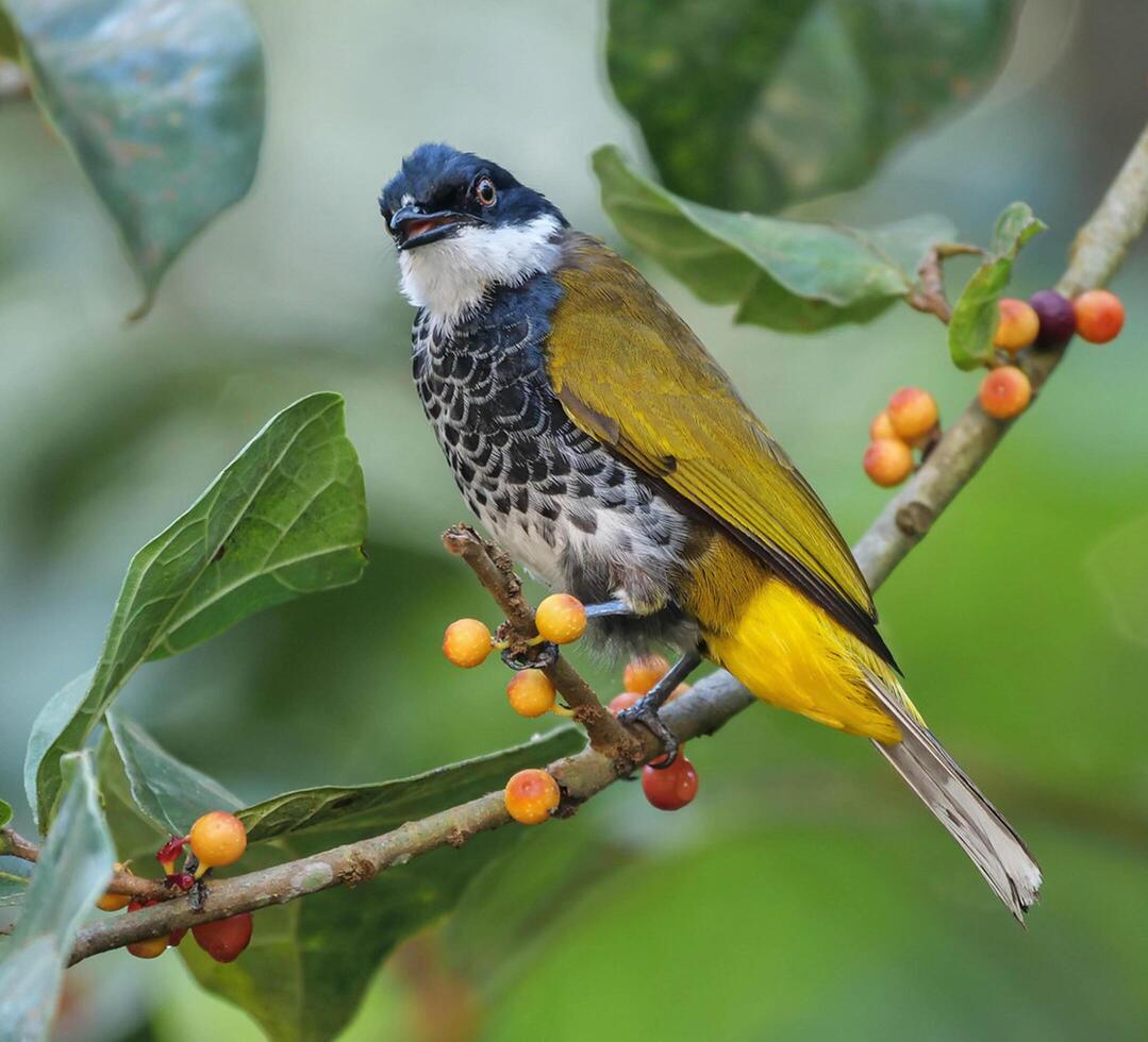 Vogel Fotografie, Vogel Bild, die meisten schön Vogel Fotografie, Natur Fotografie foto