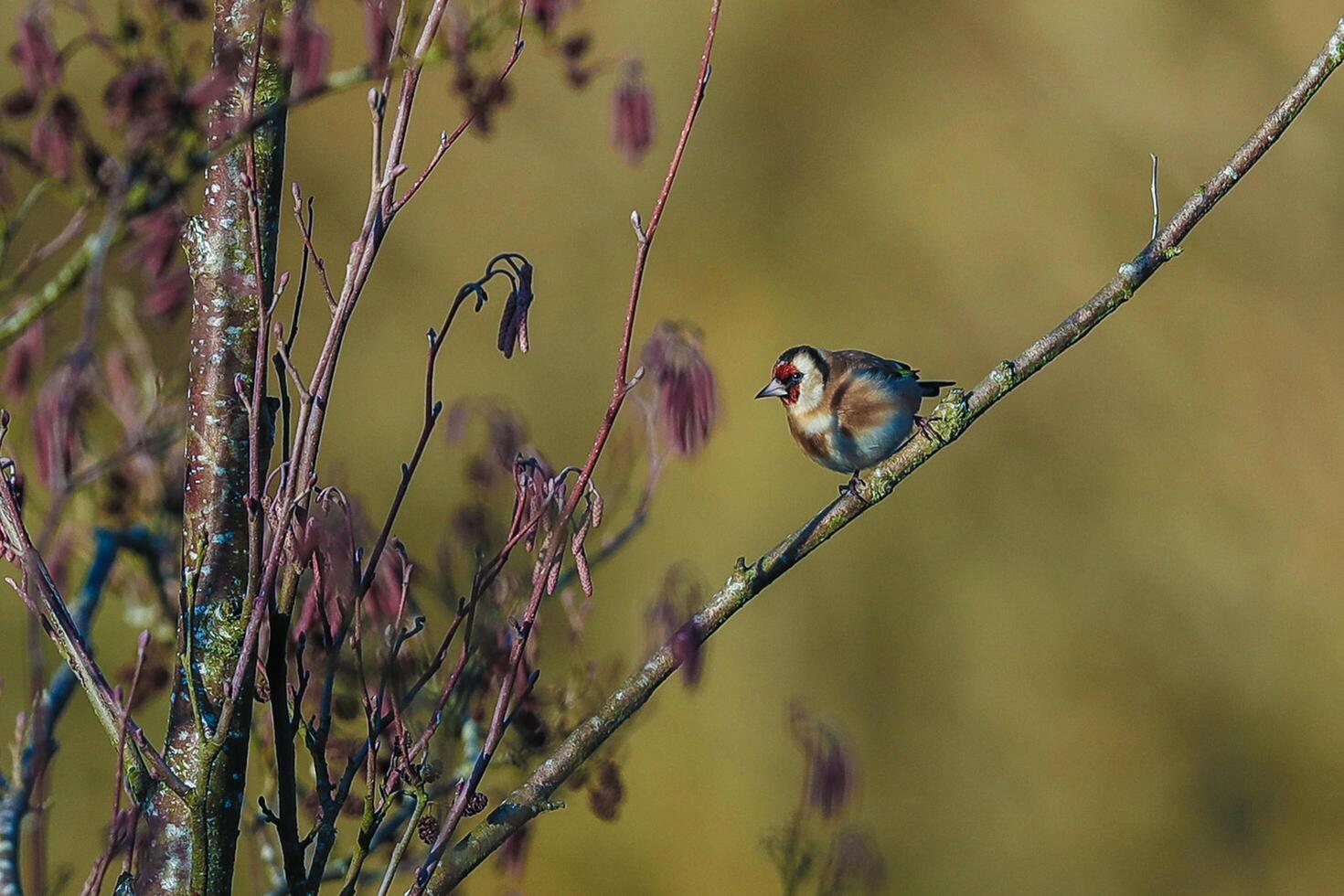 Vogel Fotografie, Vogel Bild, die meisten schön Vogel Fotografie, Natur Fotografie foto