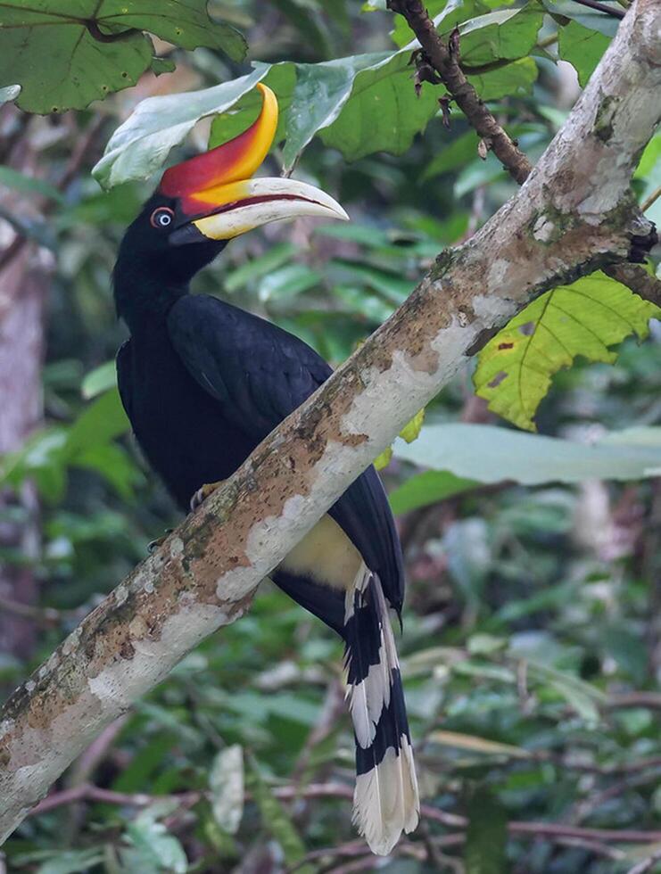 Vogel Fotografie, Vogel Bild, die meisten schön Vogel Fotografie, Natur Fotografie foto