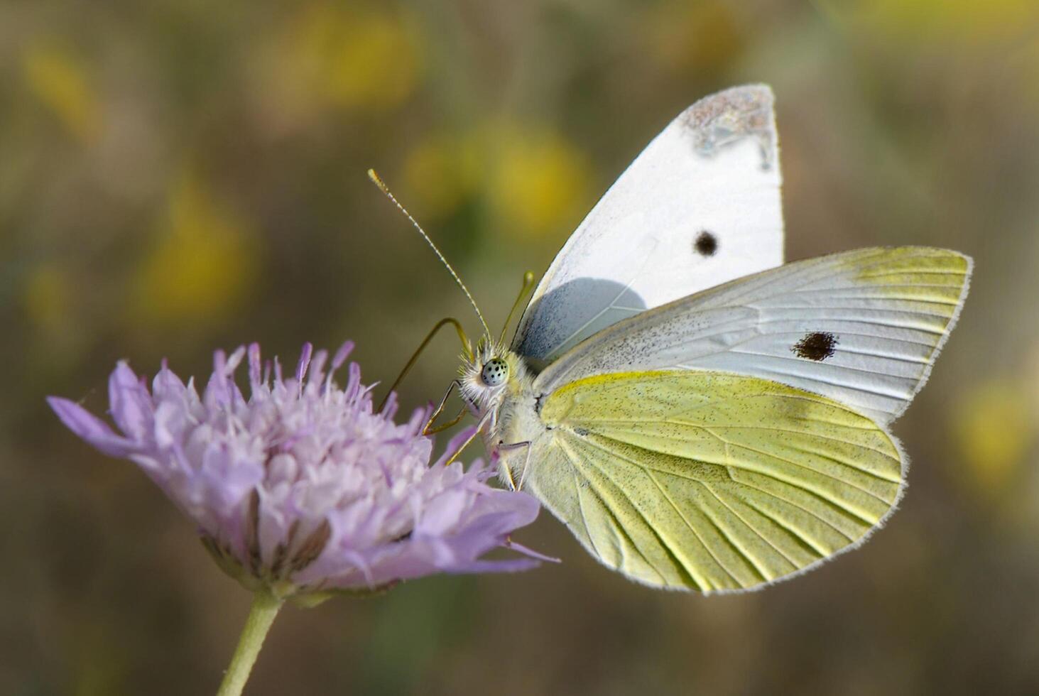 Monarch, schön Schmetterling Fotografie, schön Schmetterling auf Blume, Makro Fotografie, schön Natur foto