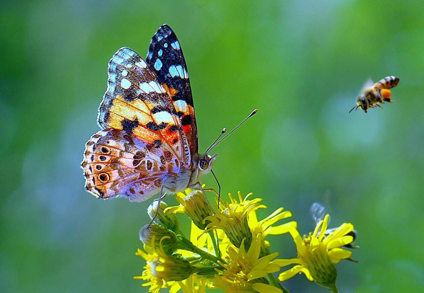 Monarch, schön Schmetterling Fotografie, schön Schmetterling auf Blume, Makro Fotografie, schön Natur foto