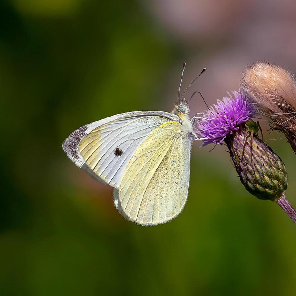 Monarch, schön Schmetterling Fotografie, schön Schmetterling auf Blume, Makro Fotografie, schön Natur foto